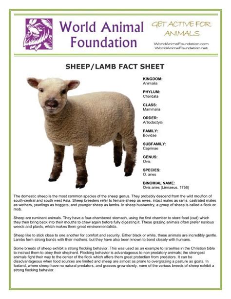 Sheeplamb Fact Sheet World Animal Foundation