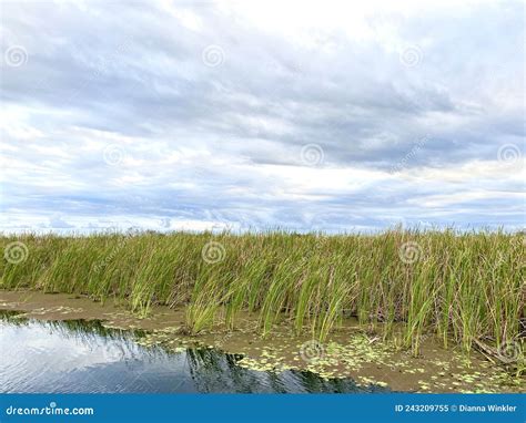 Sawgrass And Lilly Pads In Everglades Water Stock Image Image Of