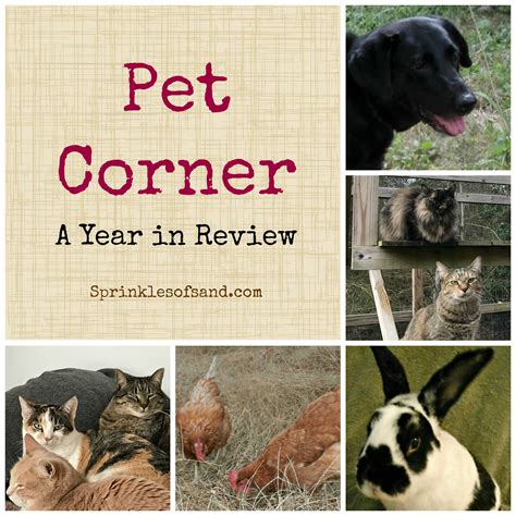 Pet Corner A Year In Review Pet Corner Pets Corner
