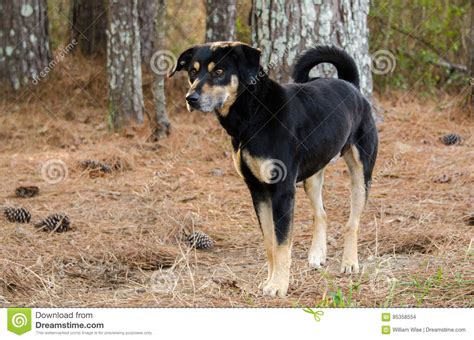 Hound Shepherd Cattledog Mixed Breed Dog Stock Photo Image Of Outdoor
