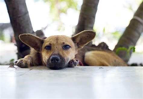 ¿cómo Saber Si Mi Perro Está Enojado Conmigo El Diario De Carlos Paz