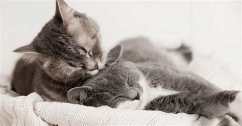 Как познакомить кошек: как подружить котят, кота и кошку | KITEKAT™️