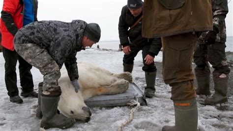 Stray Polar Bear Found Roaming Russian Village Airlifted Back To The