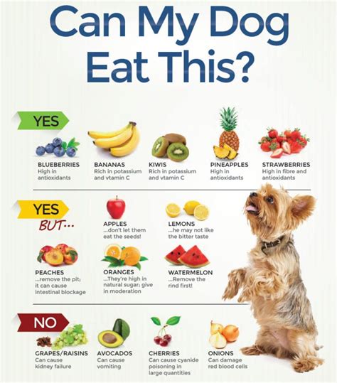 Can My Dog Eat This Foods Dogs Can Eat Dog Safe Food Human Food For