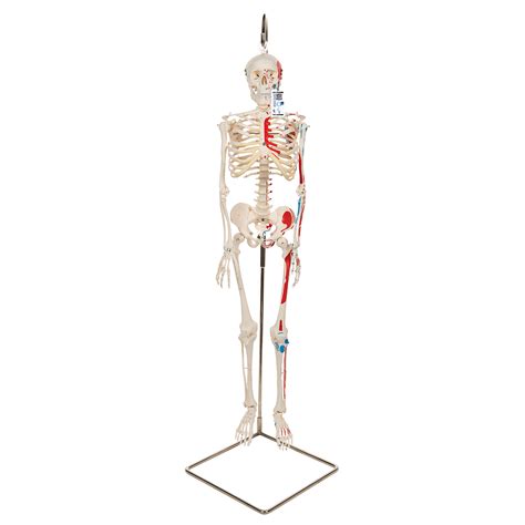Shorty Skeleton | Miniature Human Skeleton | Mini Human Skeleton Model | Painted Miniature Human ...