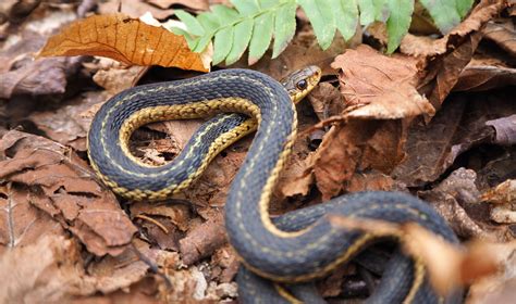 10 Species Of Water Snakes In Tennessee Complete Guide