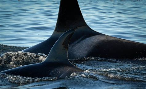 Government Takes Bold Necessary Action To Protect Orcas David Suzuki