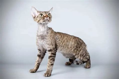 Devon Rex Cat Info Traits And Pictures Excited Cats Cat Breeds With
