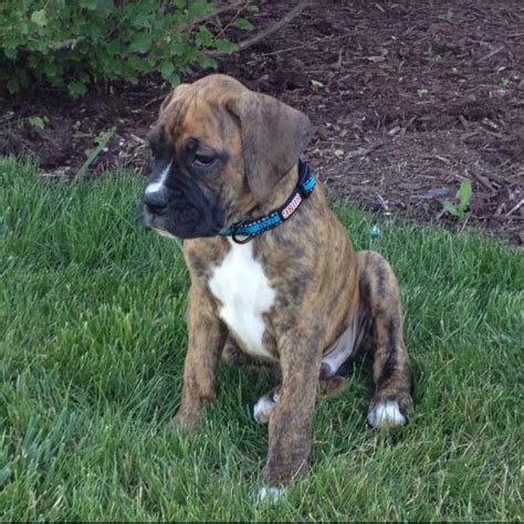 Pin By Kathy Held On Smiles Brindle Boxer Puppies Boxer