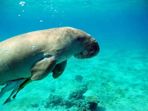 Dugong Dugong Dugon Or Seacow In The Red Sea Stock Image Image Of Vitaliy6447 Wildlife
