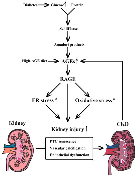 Pathophysiology Of Chronic Kidney Disease Diagram - Wiring Site Resource