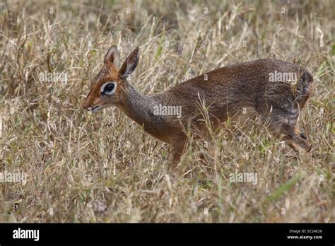 Baby Antelope Up Close In Savannah Dry Grass Stock Photo Alamy