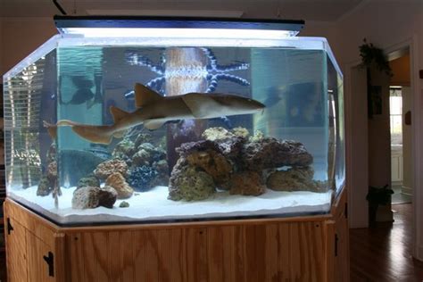 Shark Tank Fish Tank Design Aquarium Fish Tank Saltwater Aquarium