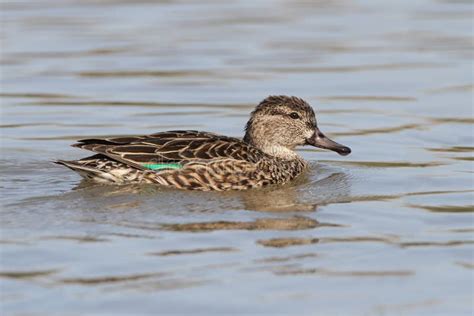Female Green Winged Teal Stock Images Image 30183054