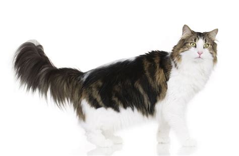 Norwegian Forest Cat Cat Breed Size Appearance And Personality