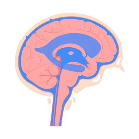 Premium Vector Cerebrospinal Fluids In Brain Ventricular System