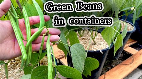 Growing Green Beans In Containers Bush Beans From Seed To Harvest Container Garden YouTube