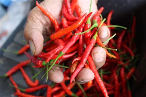 How To Dry Peppers Try These 3 Useful Methods Garden And Happy