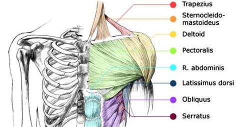 How skeletal muscles are named? Anatomy 101: Muscles of the Upper Body - ⫸ EMPOWERED WELLNESS , YOGA , BODY WORK