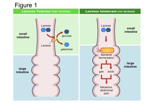 The Evolution Of Lactose Tolerance Leo