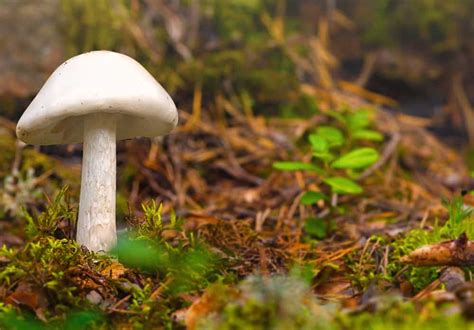 The Destroying Angel: A Mushroom With Deadly Intentions - Mushroom Huntress