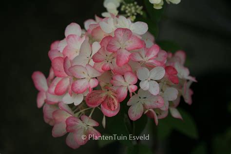 Hydrangea Paniculata ‘rendia Diamond Rouge Plantentuin Esveld