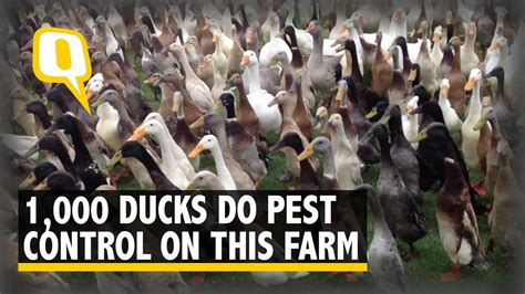 Watch This Farm Employs 1000 Ducks For Pest Control I The Quint Diy