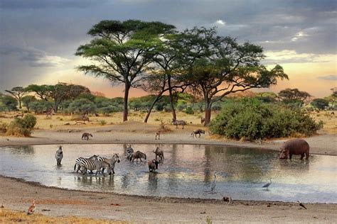 African Safari Wildlife At The Waterhole Photograph By Gill Billington