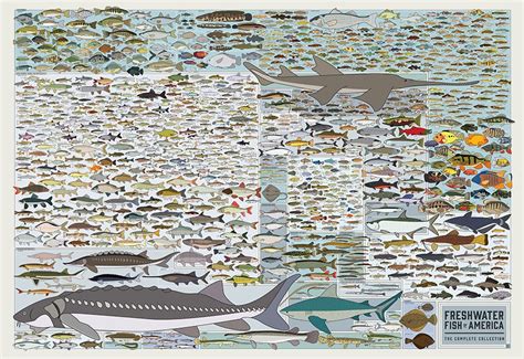 ‘every Freshwater Fish In America Charted In Poster Gearjunkie
