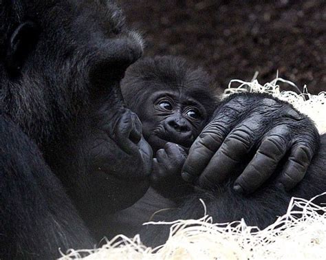Gorillas Lindos Filhotes Animais Bonitos Animais Filhotes