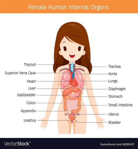 This diagram depicts internal female anatomy pictures with parts and labels. Female human anatomy internal organs diagram Vector Image