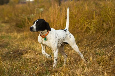 10 Pointer Dog Breeds