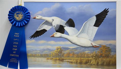 Artists Wanted For California Duck Stamp Contest California Sportsman Mag