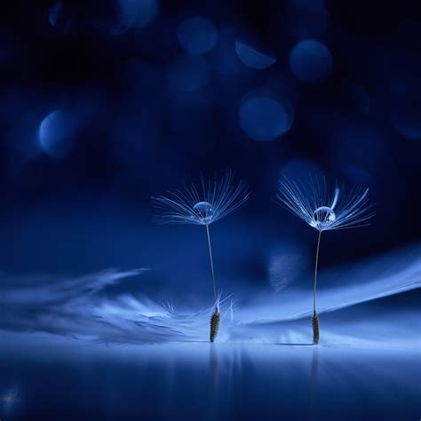 Dandelion Flowers Wallpaper 4k Water Drops Macro