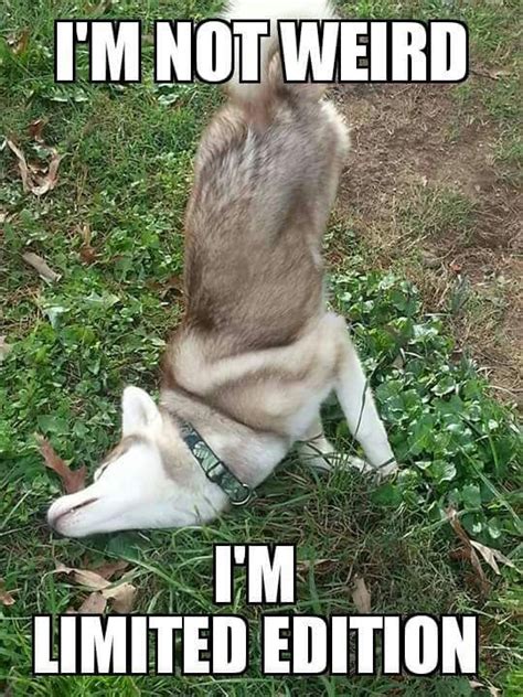 Funny Husky Memes That We All Love Dog N Treats