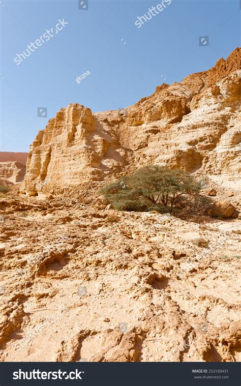 Judean Desert On West Bank Jordan Stock Photo 253169431 Shutterstock