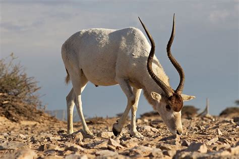 Unbelievably Adaptive Saharan Animals