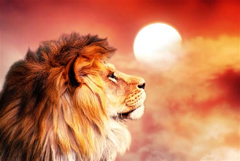 African Lion And Sunset In Africa African Savannah Landscape Theme