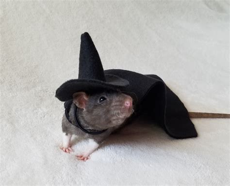 Witch HAT ONLY for Pet Rat Costume Multiple Colors Now | Etsy | Cute