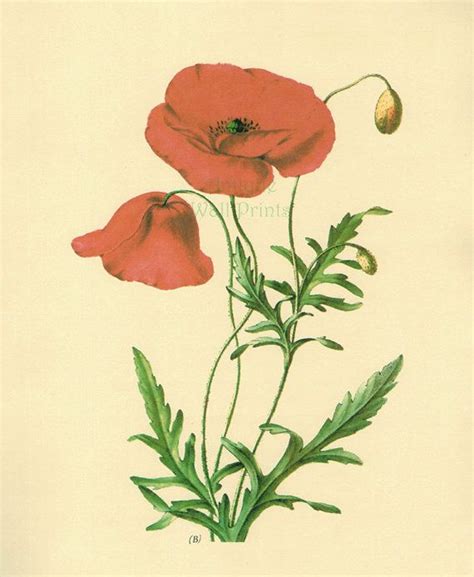 Red Poppy 1800s Antique Prints Flower Art Print Botanical Print Vintage