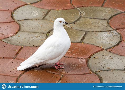 Beautiful White Dove Dove Of Peace On The Wet Road Domestic Pigeon