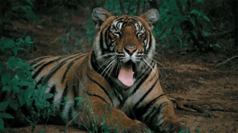 Tiger Gifs Find Share On Giphy