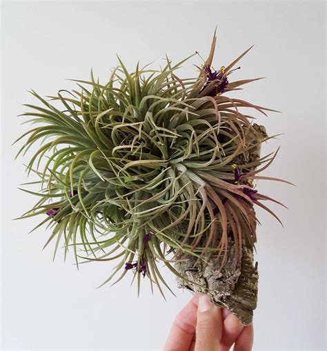 Air Plant Care 101 How To Not Kill Your Tillandsia ~ Homestead And Chill