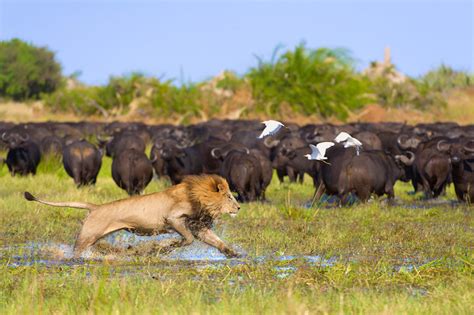 The Okavango Why You Need A Safari In Botswanas Delta Lonely Planet