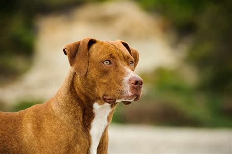 5 Types Of Pit Bull Dog Breeds