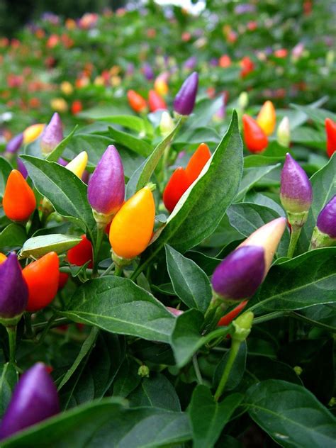 Ornamental Pepper Planting Tips For Growing Ornamental Peppers