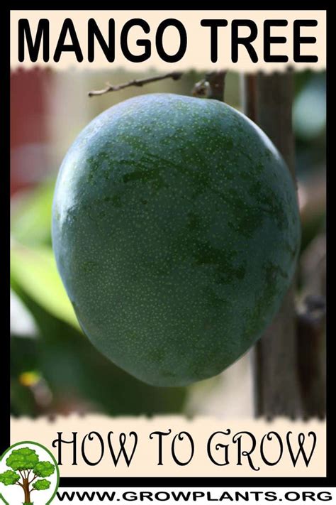 Mango Tree How To Grow And Care
