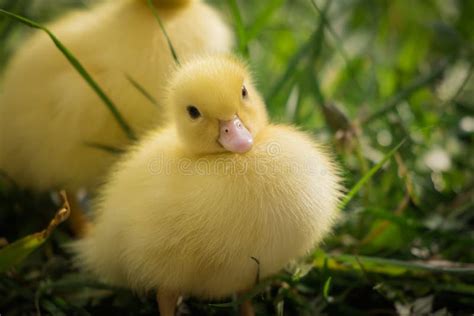 Portrait Of Cute Little Yellow Baby Fluffy Muscovy Duckling Close Up
