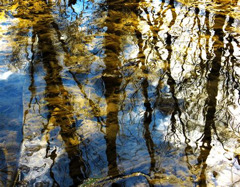 Woodland Reflections Photograph By Shawna Rowe Fine Art America