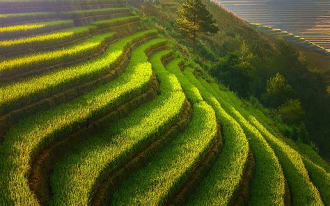 Rice Terraces In Vietnam Nature Hd Wallpaper Pxfuel